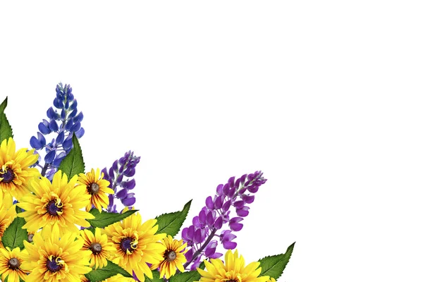 Blue lupines beautiful flowers on a white background — Stock Photo, Image