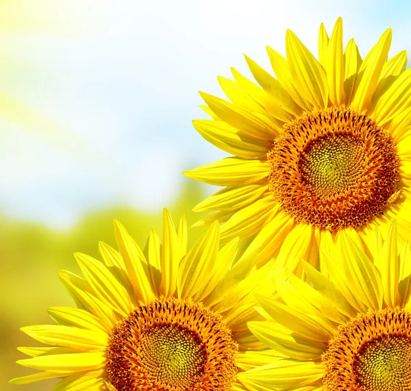 Bellissimo campo di girasole in estate. fiori gialli — Foto Stock