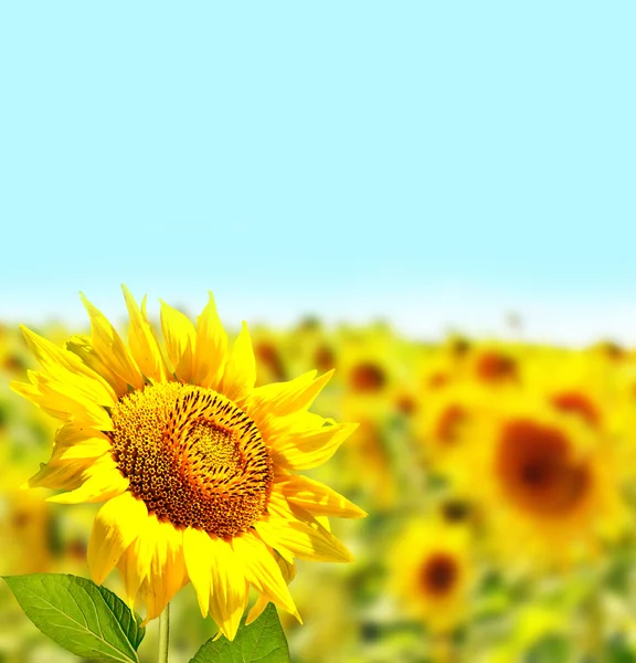 여름에 아름 다운 해바라기 필드입니다. 노란색 꽃 — 스톡 사진
