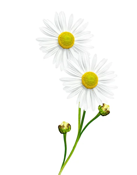 Tusindfryd sommer blomst isoleret på hvid baggrund - Stock-foto