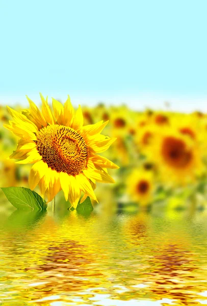 Bellissimo campo di girasole in estate. fiori gialli — Foto Stock