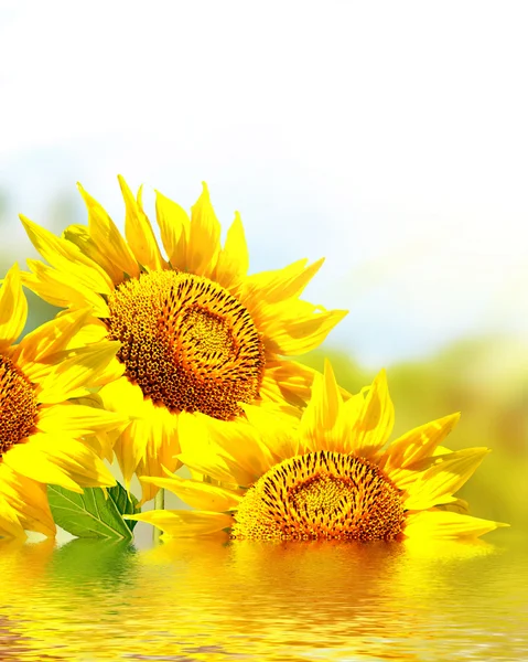 Τομέας ηλίανθων όμορφο καλοκαίρι. κίτρινα άνθη — Φωτογραφία Αρχείου