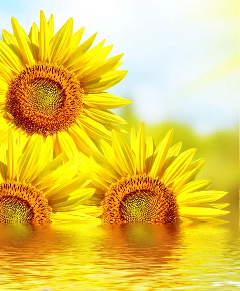 Schöne Sonnenblumenfeld im Sommer. gelbe Blüten — Stockfoto