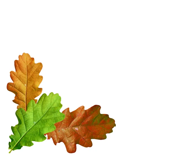 Foliage isolated on white background. Golden autumn — Stock Photo, Image