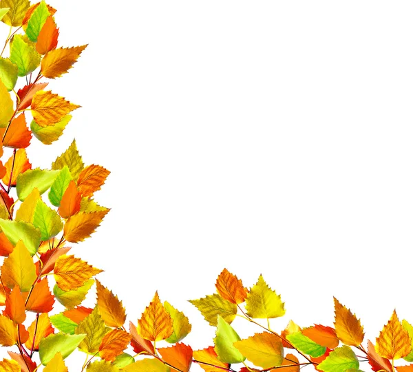 葉は、白い背景で隔離。黄金色の秋 — ストック写真