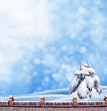  Donmuş orman. Kış manzarası. Karla kaplı ağaçlar. 