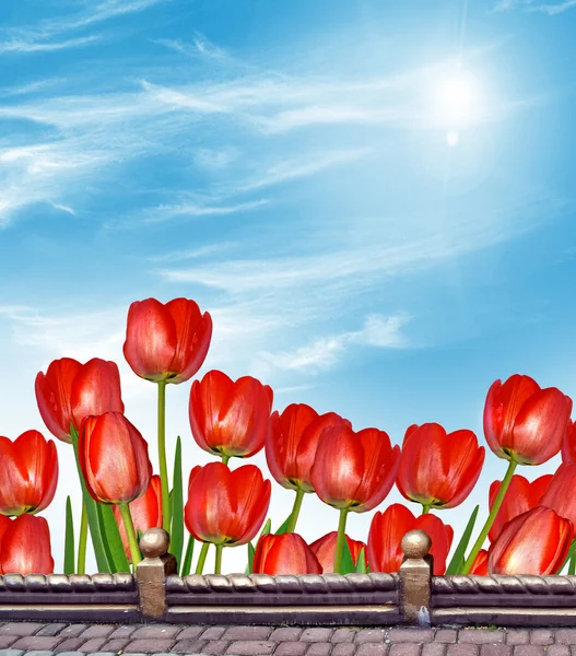 Flowers tulips against the blue sky with clouds — Stock Photo, Image