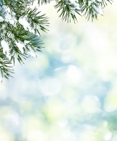 Forêt dans le gel. Paysage hivernal. Arbres couverts de neige. — Photo