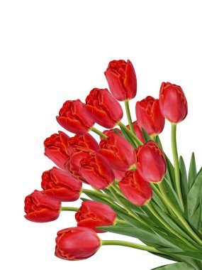 bahar çiçekleri beyaz arkaplanda izole laleler. 