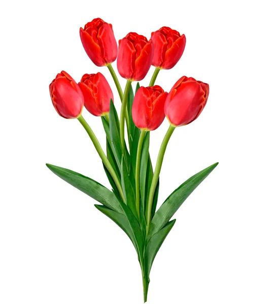 Spring flowers tulips isolated on white background. — Stock Photo, Image