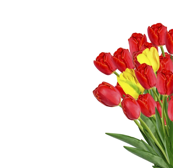 Spring flowers tulips isolated on white background. — Stock Photo, Image