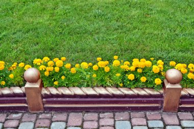 S arka planı renkli parlak çiçek kadife çiçeği