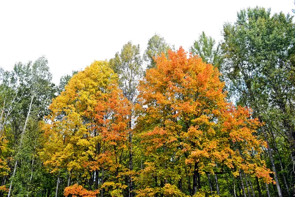 与多彩明亮树的秋季景观。印度夏季 — 图库照片