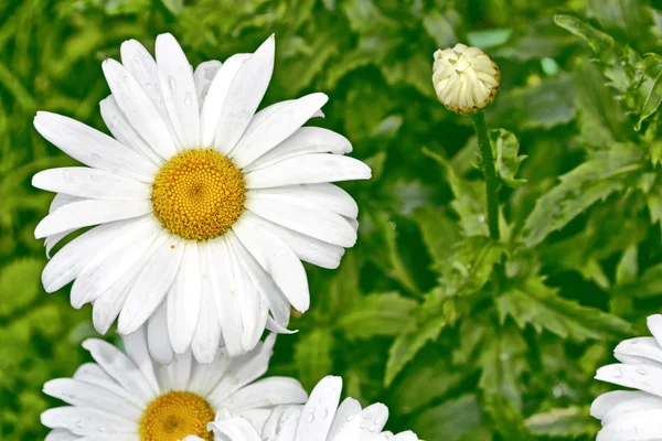 Wilde bloemen madeliefjes. Zomer landschap. witte kamille bloemen — Stockfoto