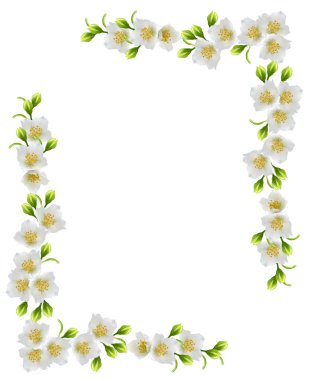 Beyaz Yasemin çiçeği. 