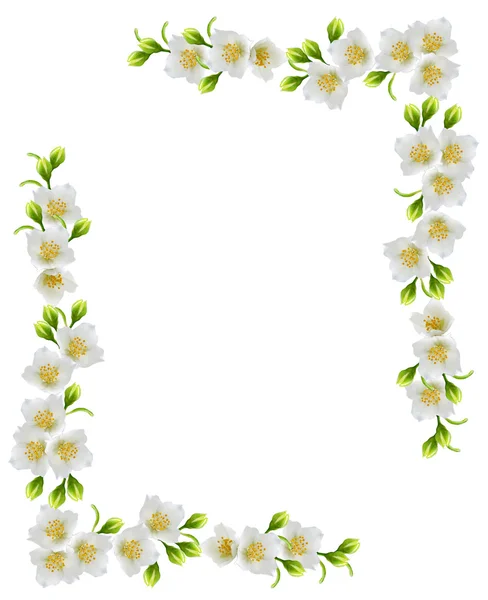 Flor de jazmín blanco . —  Fotos de Stock