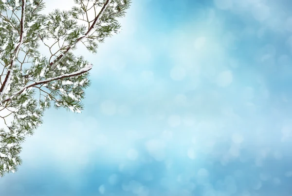 Floresta na geada. Paisagem de inverno. Neve árvores cobertas. — Fotografia de Stock