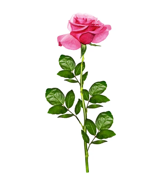 白色背景上孤立的玫瑰花蕾 — 图库照片