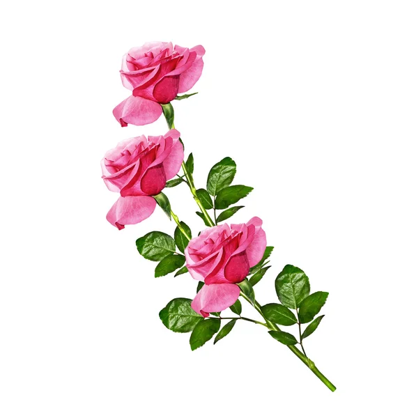 Pąki kwiatów róż na białym tle — Zdjęcie stockowe