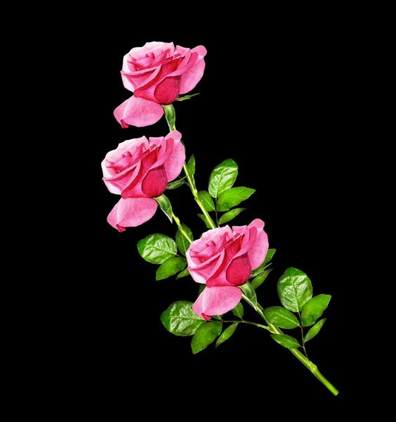 Flower buds of roses isolated on black background — Stock Photo, Image