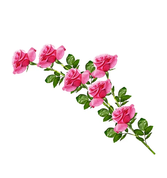 Flower buds of roses isolated on white background — Stock Photo, Image