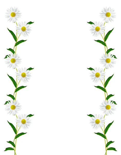 Beyaz arka plan üzerinde izole papatyalar yaz çiçek — Stok fotoğraf