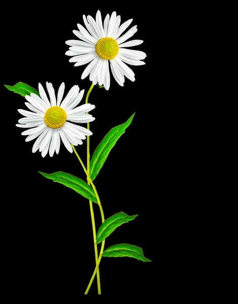 Daisies summer  flower isolated on black background — Stock Photo, Image