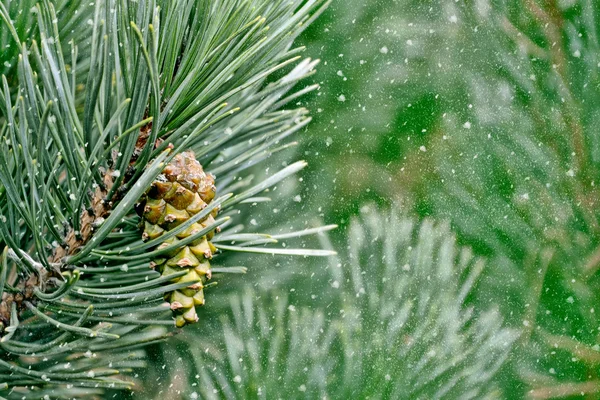 Skog i frosten. Vinterlandskap. Snötäckta träd. — Stockfoto