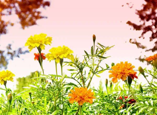 色彩鲜艳的花朵万寿菊 s 背景 — 图库照片