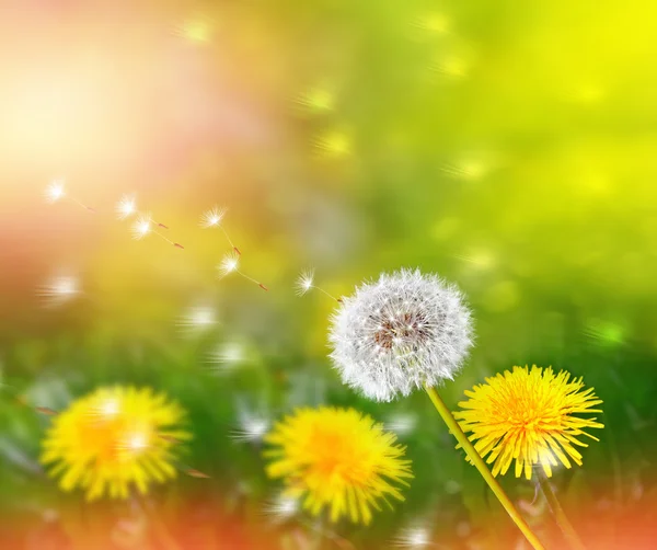 Fluffy dandelion flower against the background of the summer lan — Stock Photo, Image