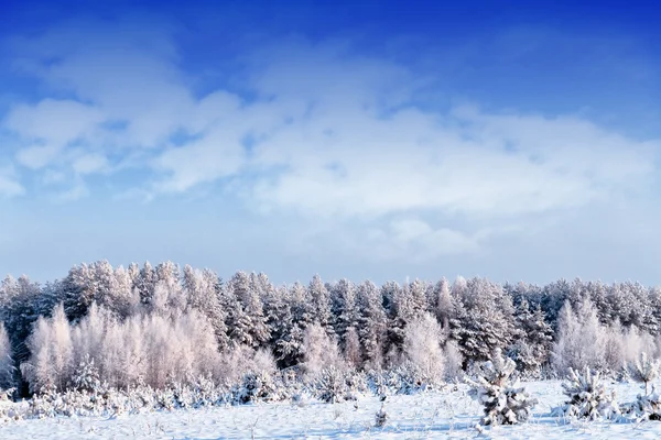 Floresta na geada. Paisagem de inverno. Neve árvores cobertas. — Fotografia de Stock