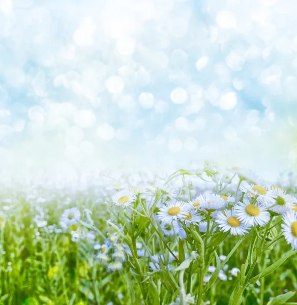 Wildblumen Gänseblümchen. Sommerlandschaft. weiße Kamillenblüten — Stockfoto