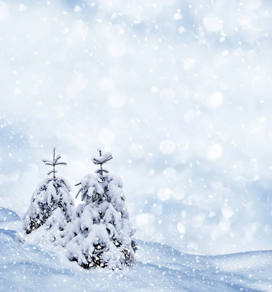 Bosque en la helada. Paisaje invernal. Árboles cubiertos de nieve. — Foto de Stock