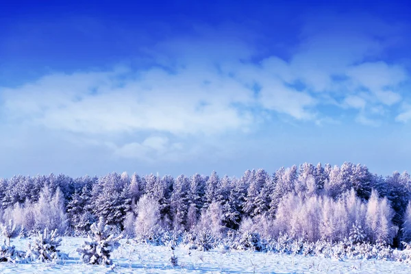 Bosque en la helada. Paisaje invernal. Árboles cubiertos de nieve. —  Fotos de Stock