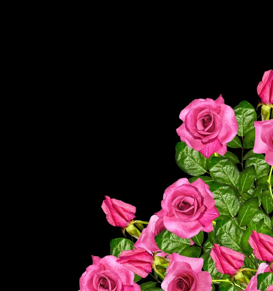 Pąki kwiatów róż na białym na czarnym tle — Zdjęcie stockowe