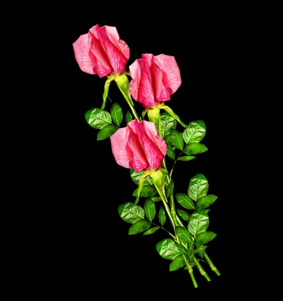 Μπουμπούκια ανθέων των τριαντάφυλλων που απομονώνονται σε μαύρο φόντο — Φωτογραφία Αρχείου