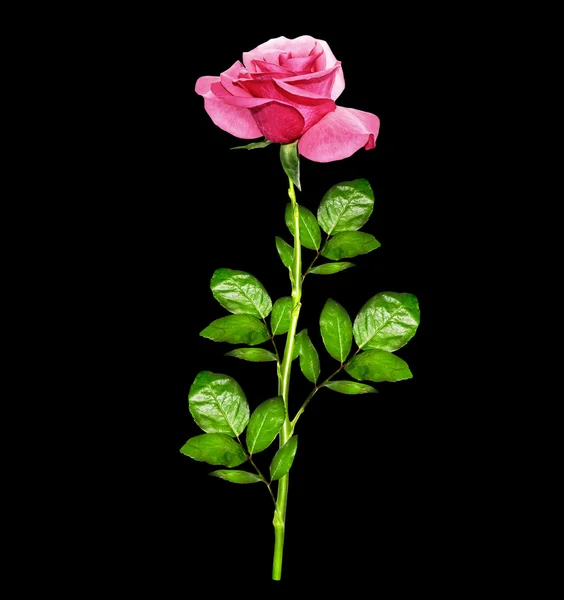 黒の背景に分離されたバラのつぼみ — ストック写真