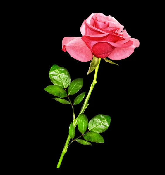 Blütenknospen von Rosen isoliert auf schwarzem Hintergrund — Stockfoto
