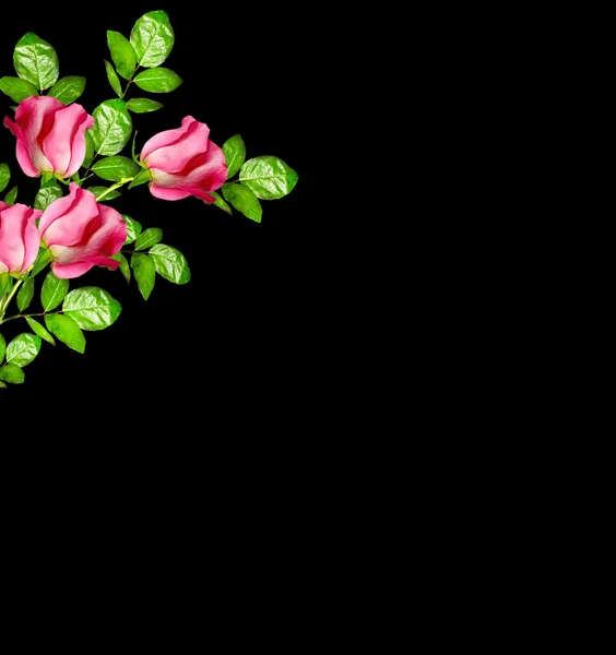 Botões de flores de rosas isoladas no fundo preto — Fotografia de Stock