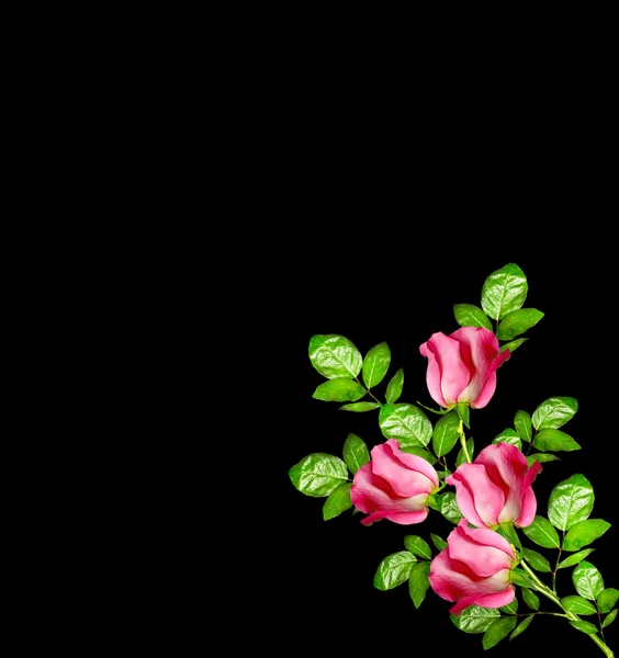 Boutons floraux de roses isolés sur fond noir — Photo