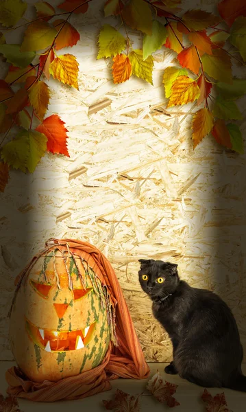 Tarjeta de Halloween. Gato negro y calabaza naranja . — Foto de Stock