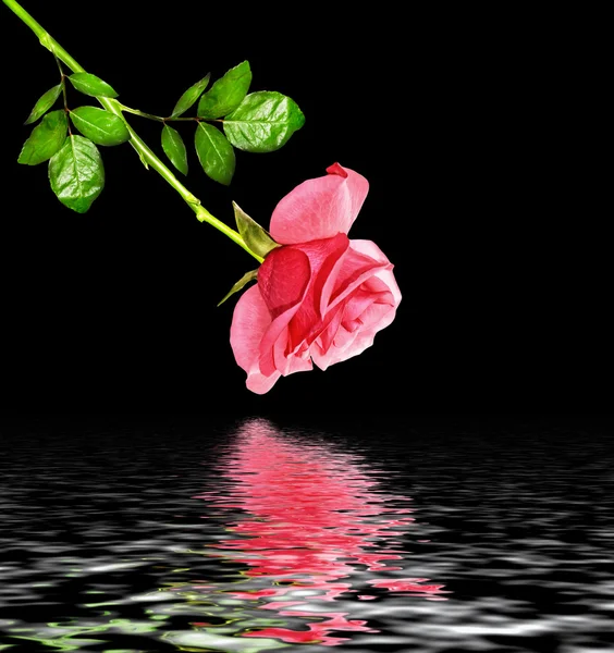 Квіткові бруньки троянд ізольовані на чорному фоні — стокове фото