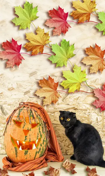 Kart Cadılar Bayramı. Siyah kedi ve turuncu kabak. — Stok fotoğraf
