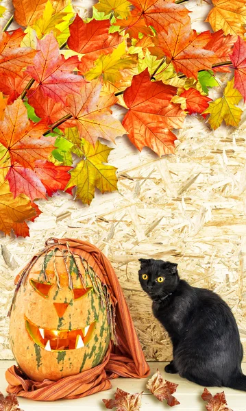 Tarjeta de Halloween. Gato negro y calabaza naranja . — Foto de Stock