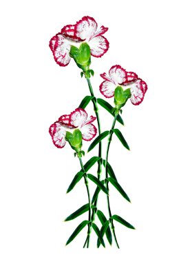 çiçekler karanfil buketi.