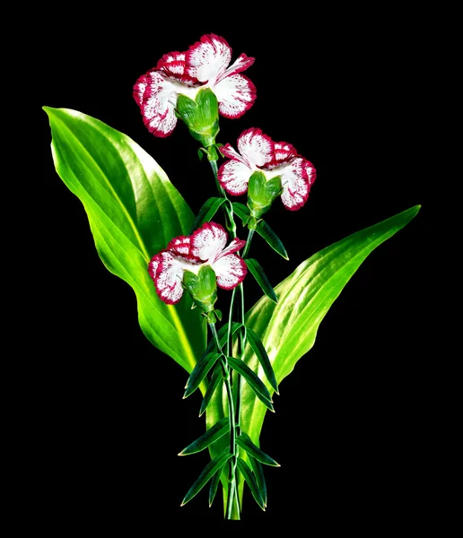 Bouquet di garofano fiori . — Foto Stock