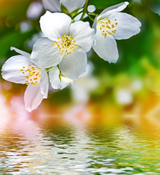 Vit jasmin gren fina vårblommor — Stockfoto