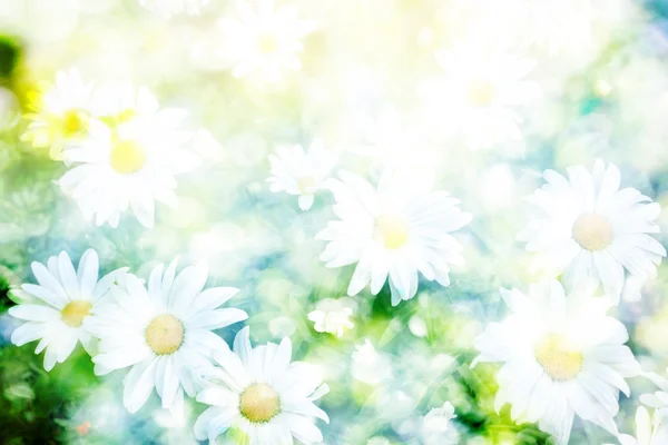 Kwiaty stokrotki. Krajobraz lato. kwiaty białe rumianek — Zdjęcie stockowe