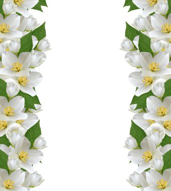 Yasemin çiçekleri beyaz zemin üzerine izole Şubesi재 스민 꽃 흰색 배경에 고립의 지점