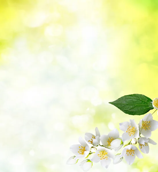 Gelsomino bianco Il ramo delicati fiori primaverili — Foto Stock